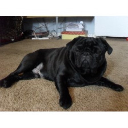 pugs for sale uk cheap pugs for sale adoption from northern ireland county londonderry images frompo pugs for sale uk cheap pugs for sale adoption from northern ireland county londonderry images frompo