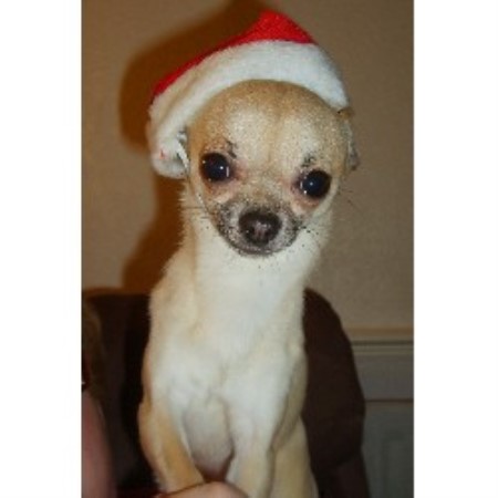 chihuahua stud walsall midlands west dog mad