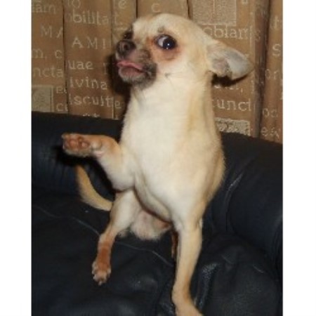 chihuahua mad stud dog