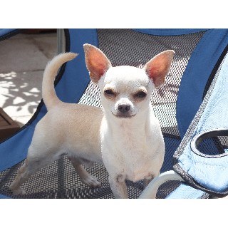 Chihuahua Stud in West Sussex