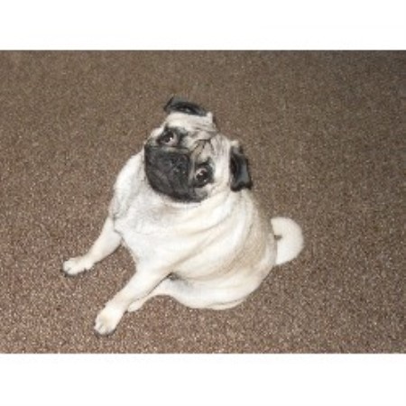 pug rescue nottingham pug studs in scotland wales and northern ireland pug rescue nottingham pug studs in scotland wales and northern ireland