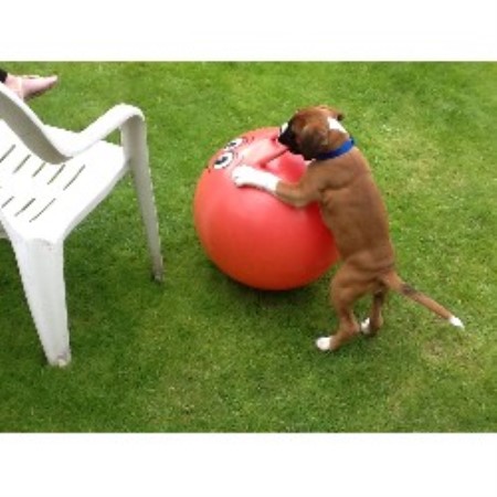 Free Boxer Dog Durham Uk Free Boxer Dog Durham Uk