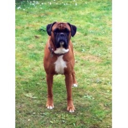 Free Boxer Dog Durham Uk Free Boxer Dog Durham Uk