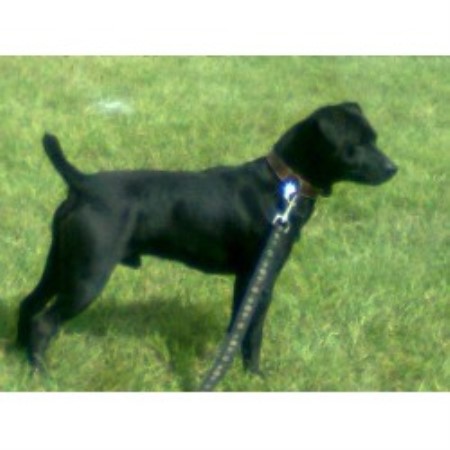 Patterdale Terrier Studs in England, Scotland, Wales and ...