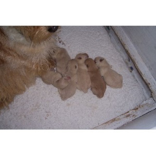 shih tzu puppies for sale derry samstevever in launceston cornwall shih tzu puppies for sale derry samstevever in launceston cornwall
