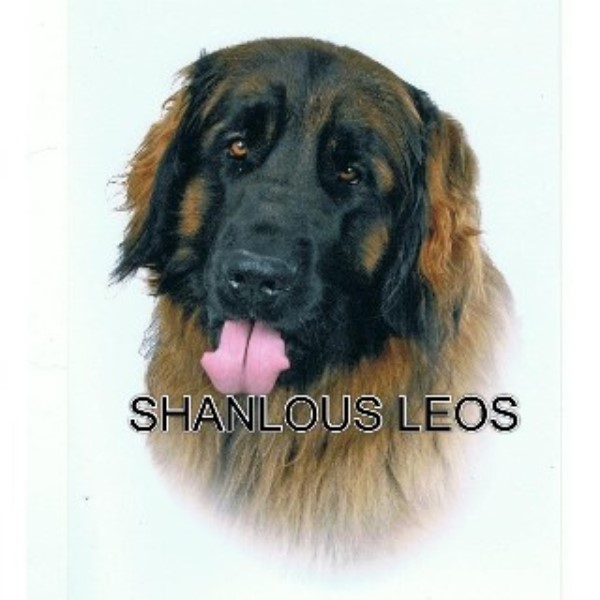 pug puppies for sale in norfolk and suffolk leonberger studs in scotland wales and ireland freedoglistings uk pug puppies for sale in norfolk and suffolk leonberger studs in scotland wales and ireland freedoglistings uk