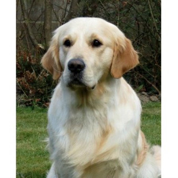 golden retriever rescue wales cesarka golden retrievers golden retriever breeder in conwy conwy listing id 12656 golden retriever rescue wales cesarka golden retrievers golden retriever breeder in conwy conwy listing id 12656