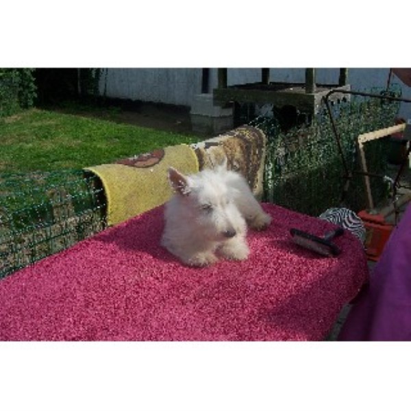 shih tzu puppies for sale derry samstevever in launceston cornwall shih tzu puppies for sale derry samstevever in launceston cornwall