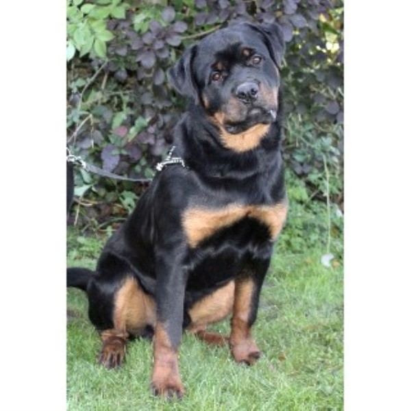 rescue rottweiler uk rottweiler studs in scotland wales and northern ireland rescue rottweiler uk rottweiler studs in scotland wales and northern ireland