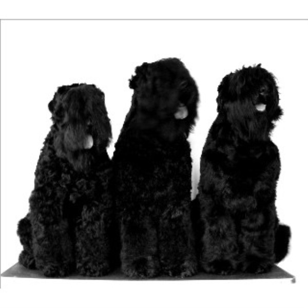 Hotratz Russian Black Terrier, Black Russian Terrier ...