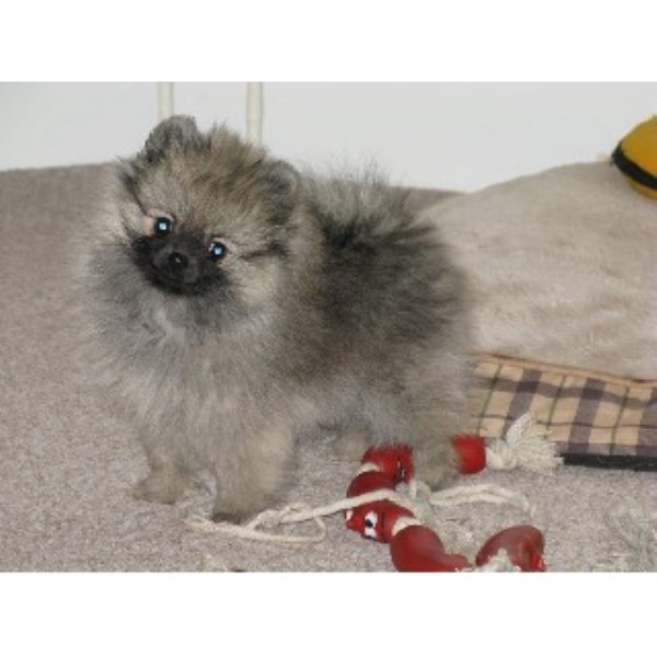 pomeranian rescue uk pomeranian breeders in the uk freedoglistings uk pomeranian rescue uk pomeranian breeders in the uk freedoglistings uk