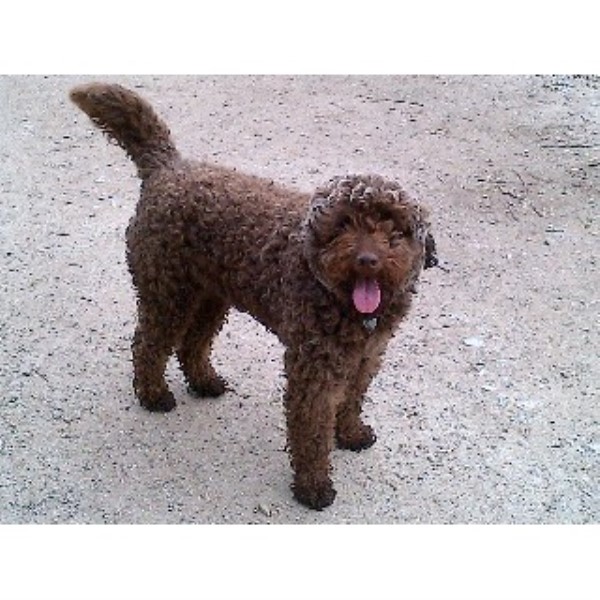 Monmouthshire Dog Rescue Monmouthshire Dog Rescue
