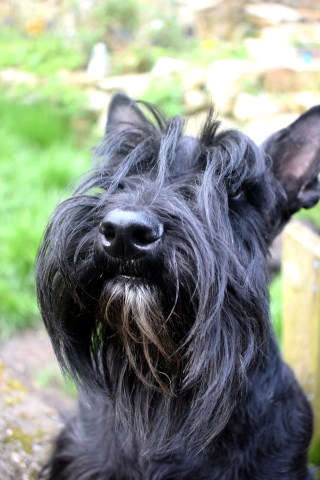 Divadell Scottish Terriers