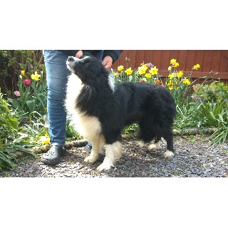Border Collie Stud in South Yorkshire