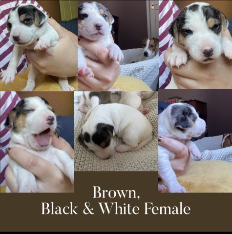 Jack Russell Terrier puppy for sale + 37219