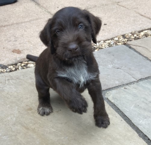 German Wirehaired Pointer puppy for sale + 37318