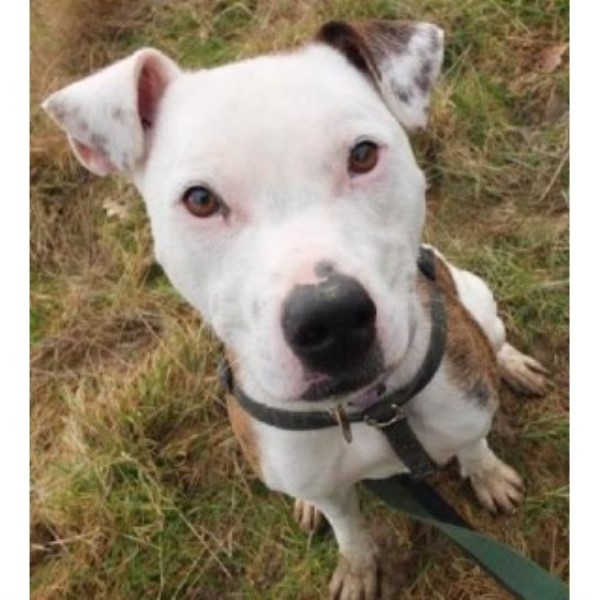 American Bulldog Richmond 33226
