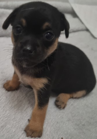 stunning female jackchi puppy for sale