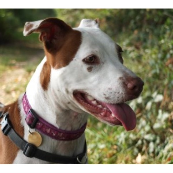Dogs Free To Good Home Durham Dogs Free To Good Home Durham