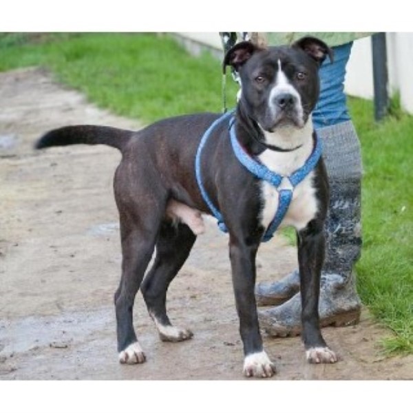 Boxer Richmond 33218