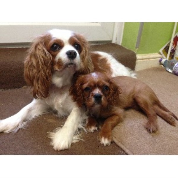 cavalier puppies for adoption cavalier king charles spaniel puppies and dogs for sale and adoption freedoglistings uk cavalier puppies for adoption cavalier king charles spaniel puppies and dogs for sale and adoption freedoglistings uk