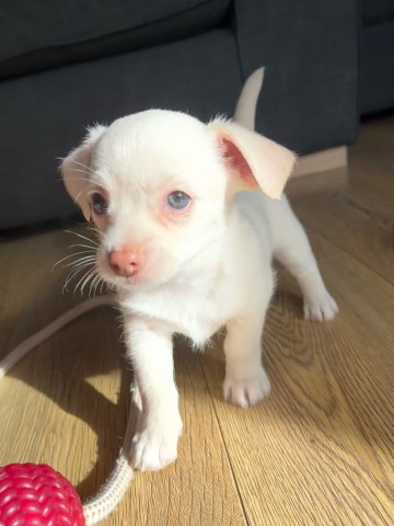 Jack Russell Terrier puppy for sale + 37554