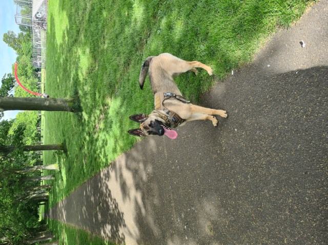 Malinois puppy for sale + 37408
