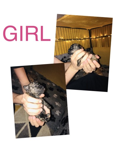 Poodle Toy puppy for sale + 37229