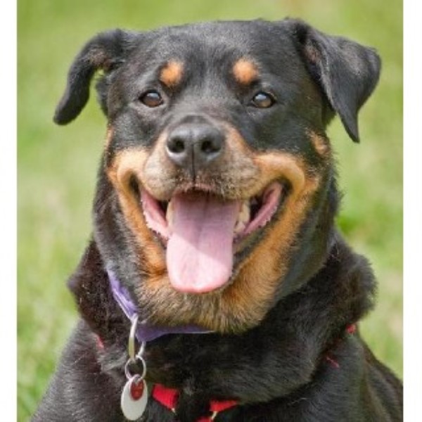 rottweiler breeders in uk rottweiler puppies and dogs for sale and adoption freedoglistings uk breeds picture rottweiler breeders in uk rottweiler puppies and dogs for sale and adoption freedoglistings uk breeds picture