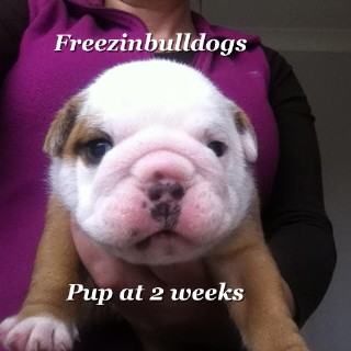 English Bulldog Blyth 33295