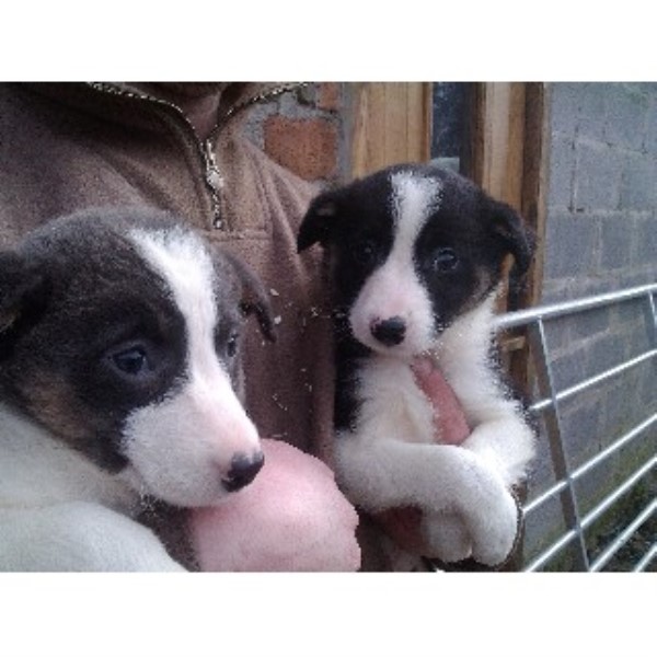 Find Border Collie Dogs for sale in Skipton at Pets4Homes, the most popular free  pet advertising website in the. Colne, Lancashire (11.3 Miles from Skipton).