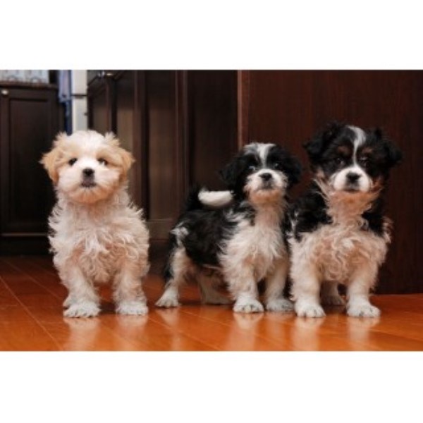 Maltese Omagh 33198