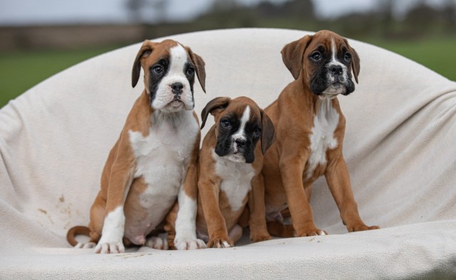 Boxer puppy for sale + 37560