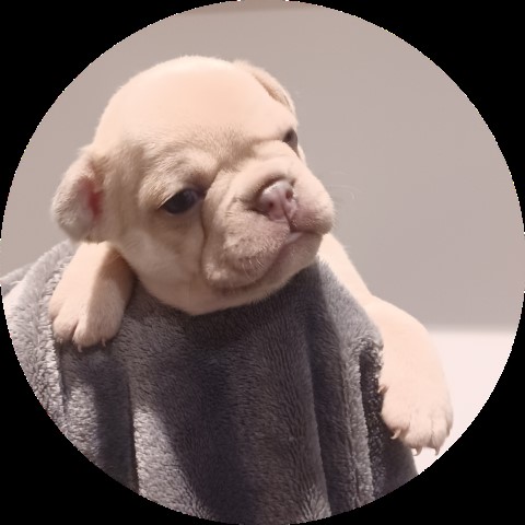 French Bulldog puppy for sale + 37249