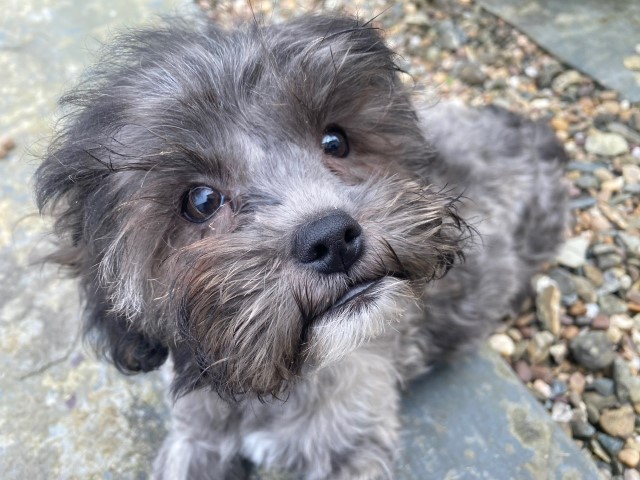 Shih Poo puppy for sale + 37569