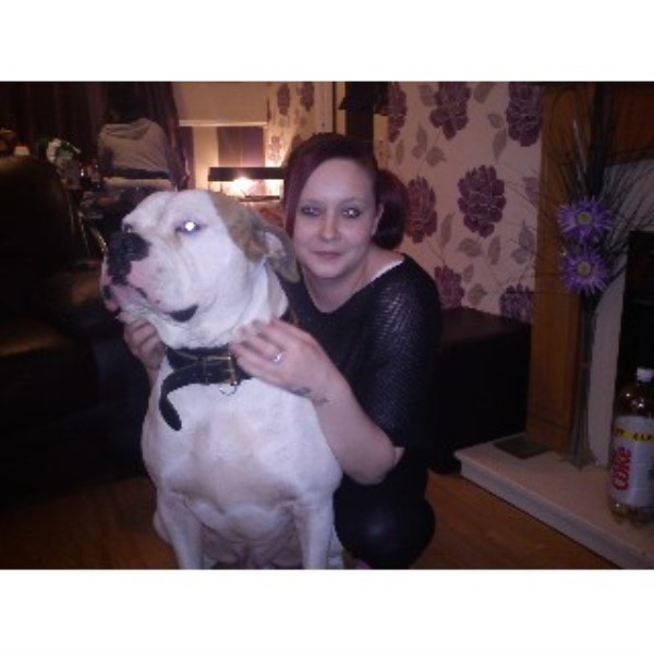 American Bulldog Barnsley 33068