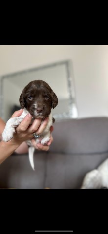 English Springer Spaniel puppy for sale + 37307
