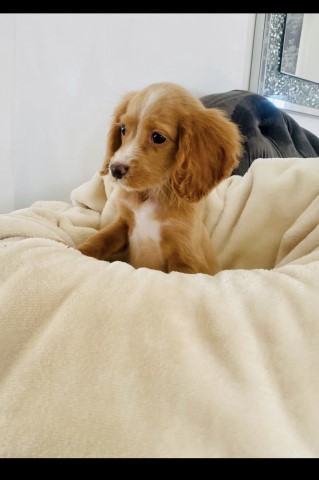 English Cocker Spaniel puppy for sale + 37479