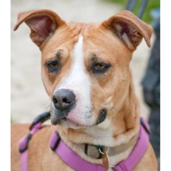 American Bulldog Richmond 33343