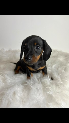 Dachshund puppy for sale + 37214