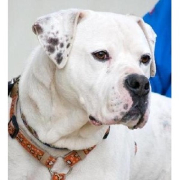 American Bulldog Richmond 33315