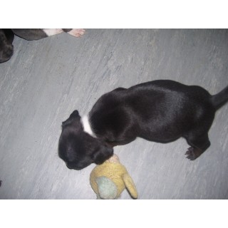 Staffordshire Bull Terrier puppies for sale