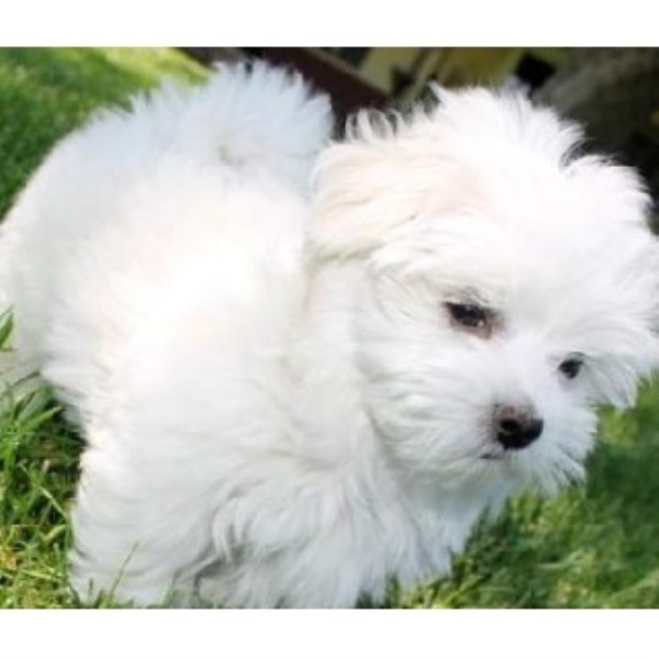 Maltese Wrexham 33380