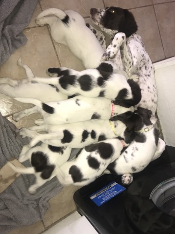 English Springer Spaniel puppy for sale + 37298