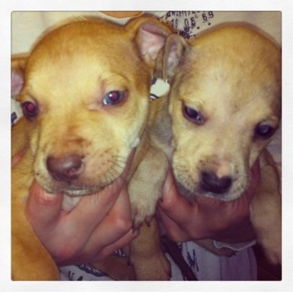 American Bulldog Basildon 33080