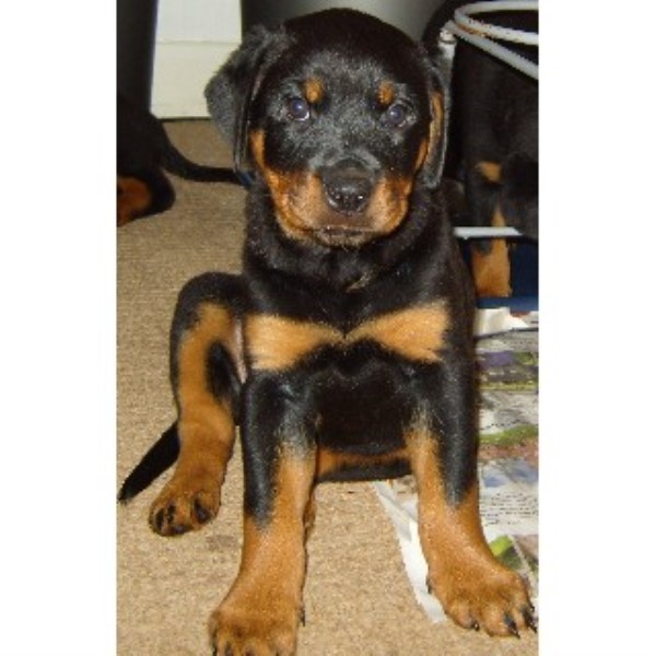 rottweiler rescue midlands rottweiler puppy in birmingham west midlands breeds picture rottweiler rescue midlands rottweiler puppy in birmingham west midlands breeds picture