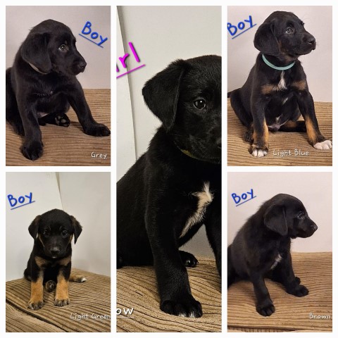 Labrador Retriever puppy for sale + 37561