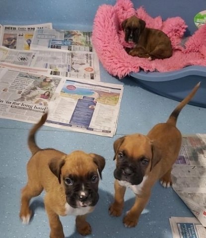 Boxer puppy for sale + 37259