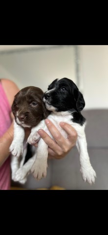 WOW BEAUTIFUL  litter of springer spaniels for sale