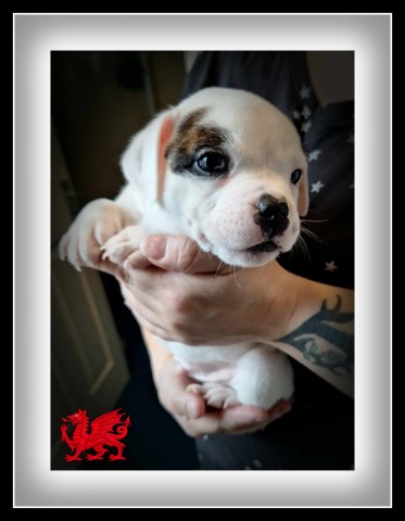 KC Registed Staffordshire bull terrier puppies